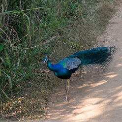 Minneriya many peacocks in the park Minneriya many peacocks in park